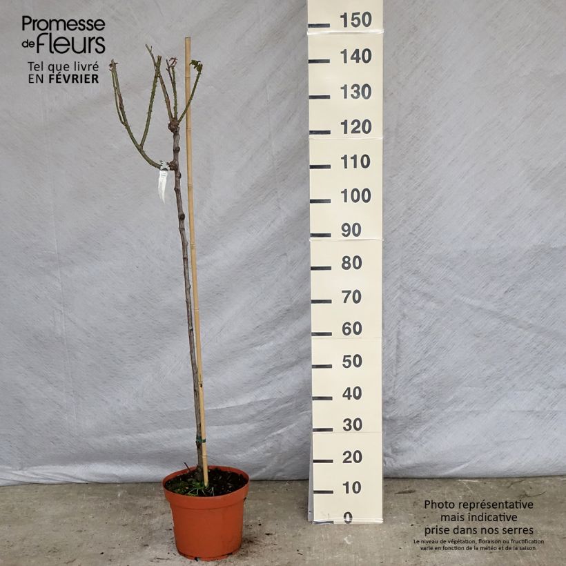 Spécimen de Rosier Tige David Austin Gertrude Jekyll  Pot de 7,5L/10L, Tige, Tige de 70/90 tel que livré en hiver