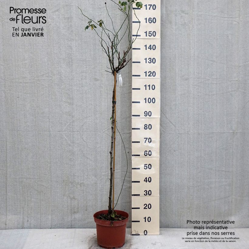 Spécimen de Rosier Tige David Austin Lady Of Shalott Pot de 4L/5L Tige de 90/120 tel que livré en hiver