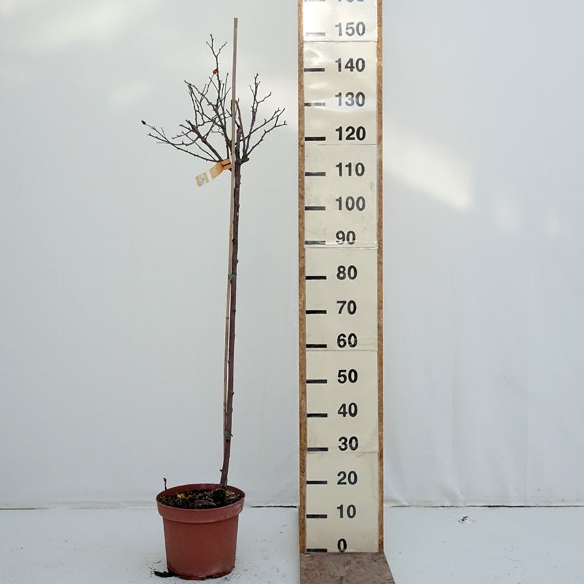 Spécimen de Rosier tige Decorosier Calizia Pot de 7,5L/10L, Tige, Tige de 90/120 tel que livré en hiver