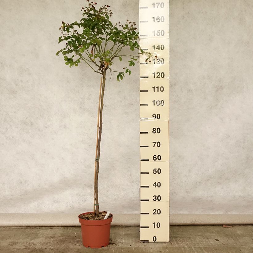 Spécimen de Rosier tige Decorosier Calizia Pot de 7,5L/10L Tige de 90/120 tel que livré en été
