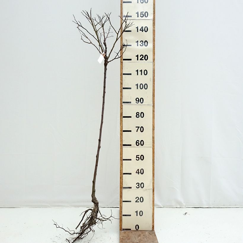 Spécimen de Rosier tige Decorosier Calizia Racines nues, Tige, Tige de 70/90 tel que livré en hiver