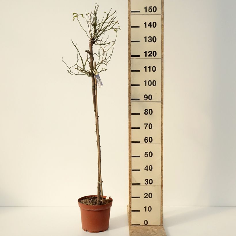 Spécimen de Rosier tige Decorosier Celina Pot de 7,5L/10L, Tige, Tige de 120/150 tel que livré en hiver
