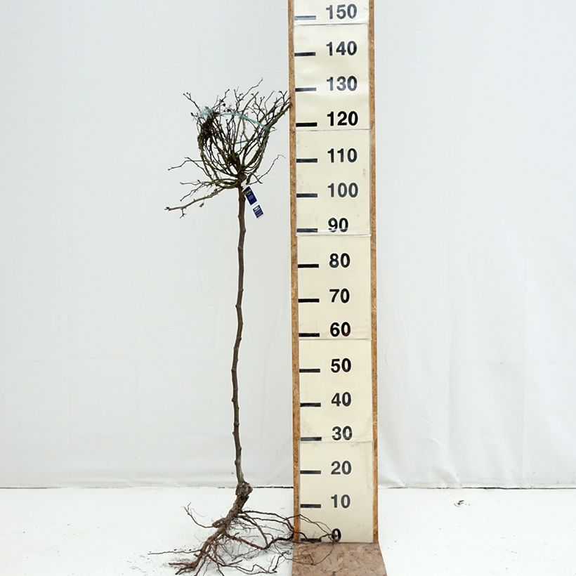 Spécimen de Rosier tige Decorosier Celina Racines nues, Tige, Tige de 70/90 tel que livré en hiver