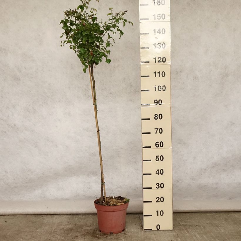 Spécimen de Rosier tige Decorosier Emera Pot de 7,5L/10L Tige de 90/120 tel que livré en été