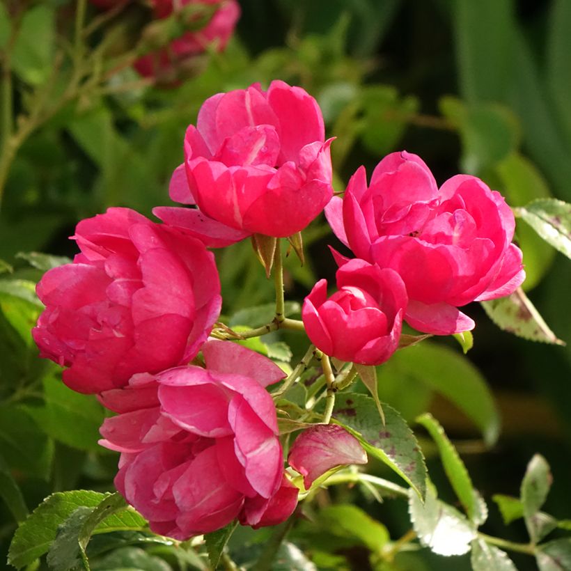 Rosier tige Decorosier Emera (Floraison)