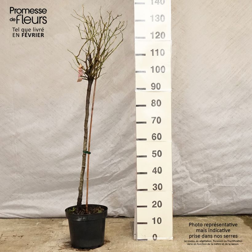 Spécimen de Rosier tige Decorosier Mareva Pot de 7,5L/10L Tige de 70/90 tel que livré en hiver