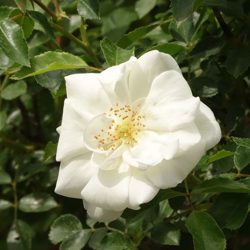 Rosier tige Decorosier Opalia (Floraison)
