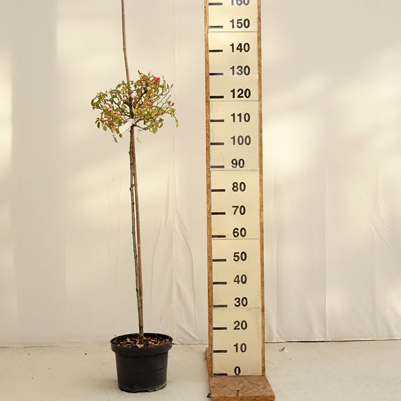 Spécimen de Rosier Tige Décorosiers Isalia Pot de 7,5L/10L, Tige, Tige de 70/90 tel que livré en automne