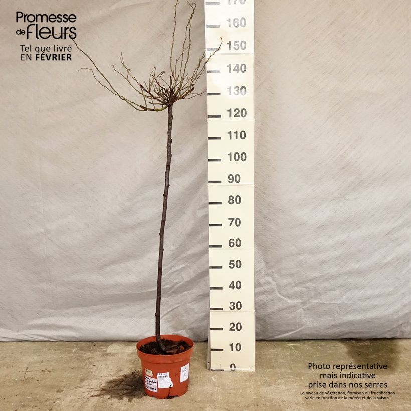 Spécimen de Rosier tige Guirlande d'Amour Pot de 7,5L/10L Tige de 90/120 tel que livré en hiver