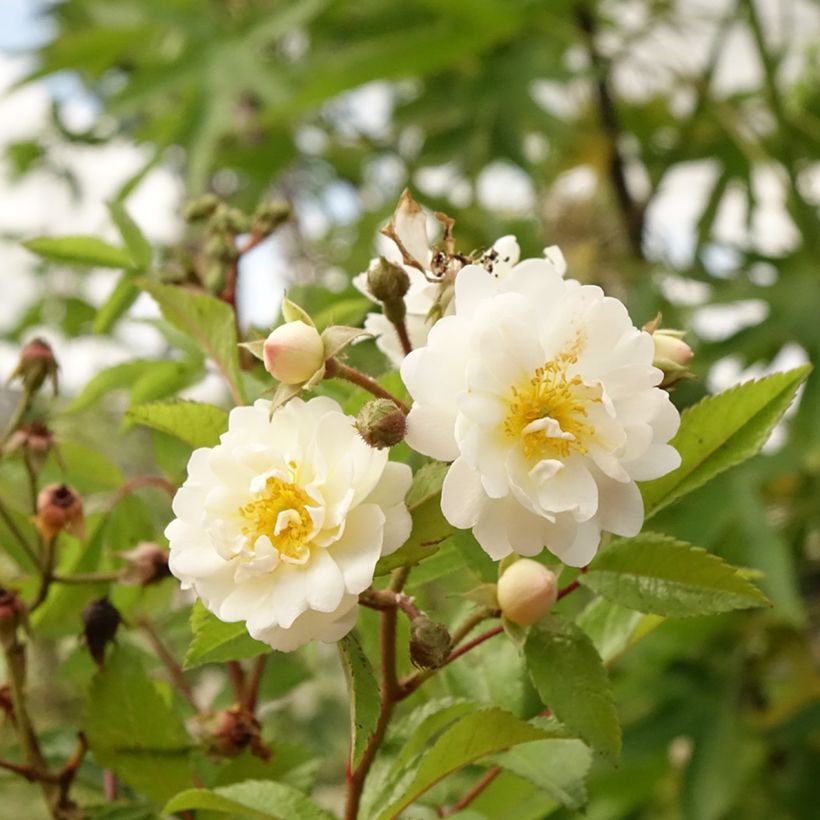Rosier tige Guirlande d'Amour (Floraison)