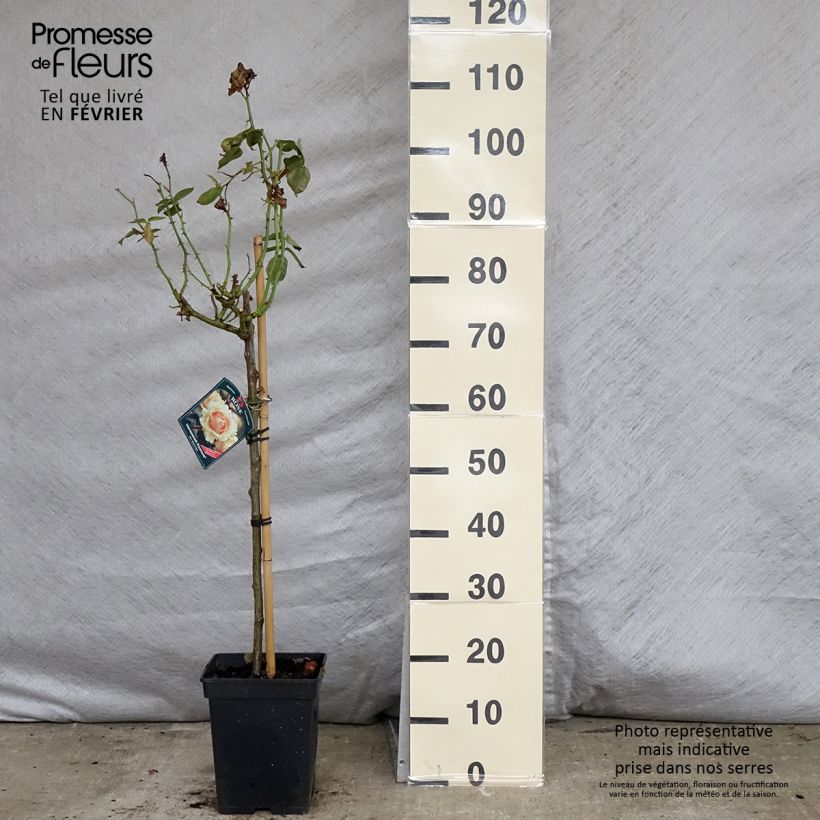 Spécimen de Rosier tige Hansestadt Rostock Pot de 4L/5L Tige de 60/70 tel que livré en hiver