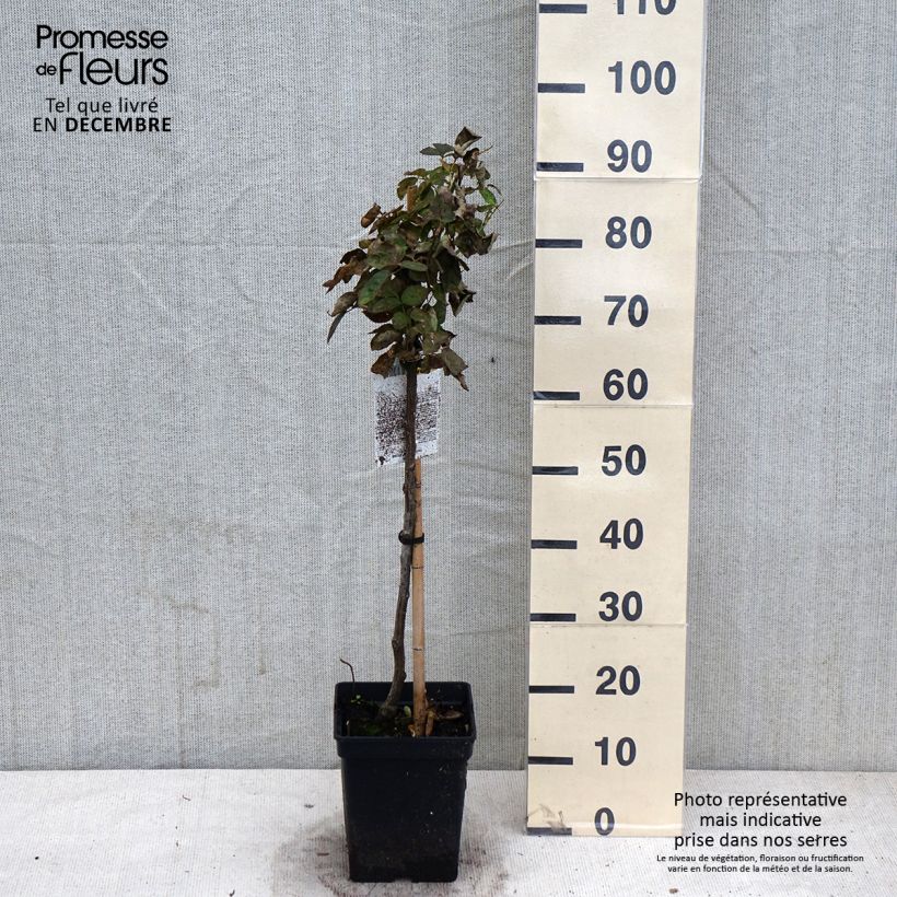 Spécimen de Rosier tige Heidi Klum  Pot de 7,5L/10L, Tige, Tige de 50/60 tel que livré en automne