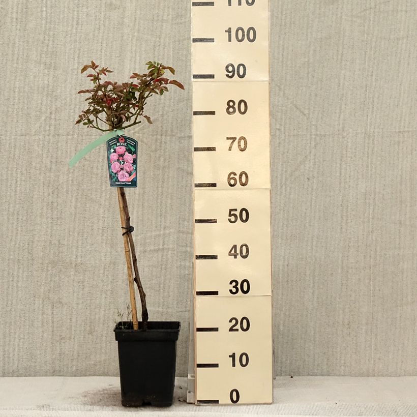 Spécimen de Rosier tige Heidi Klum  Pot de 7,5L/10L, Tige, Tige de 50/60 tel que livré au printemps