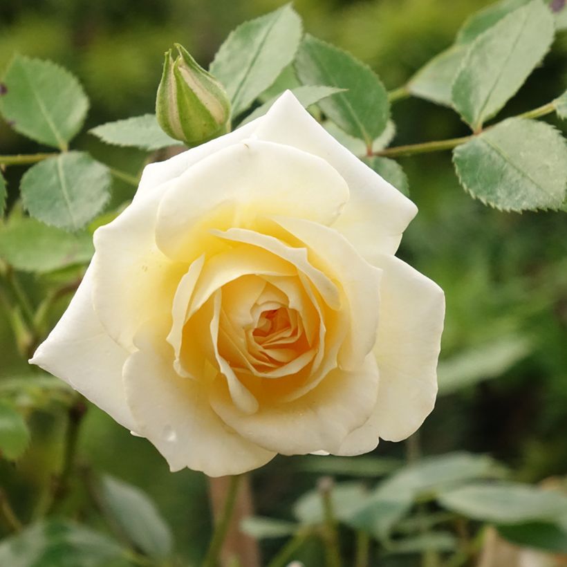 Rosier Tige Honeymilk  (Floraison)