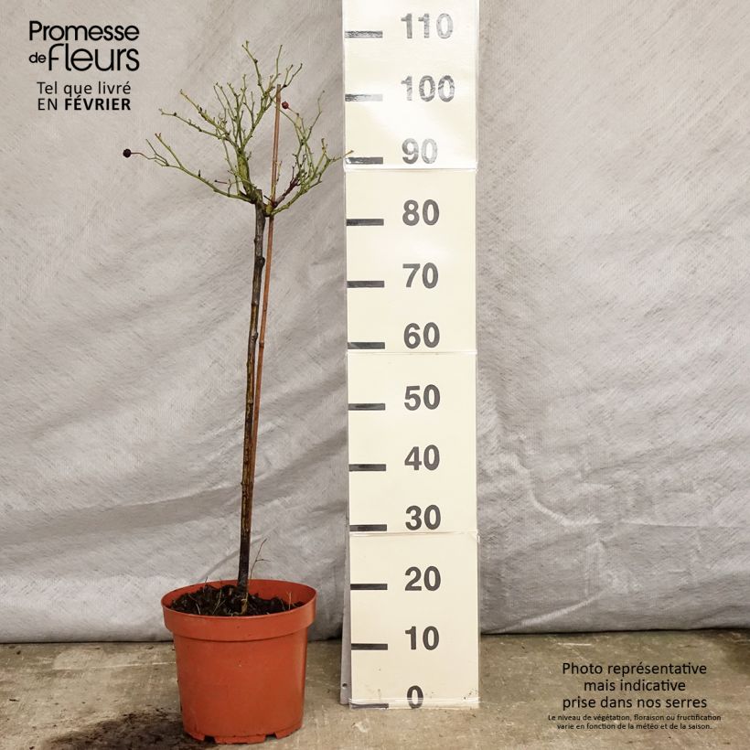 Spécimen de Rosier Tige Honeymilk  Pot de 7,5L/10L Tige de 50/60 tel que livré en hiver