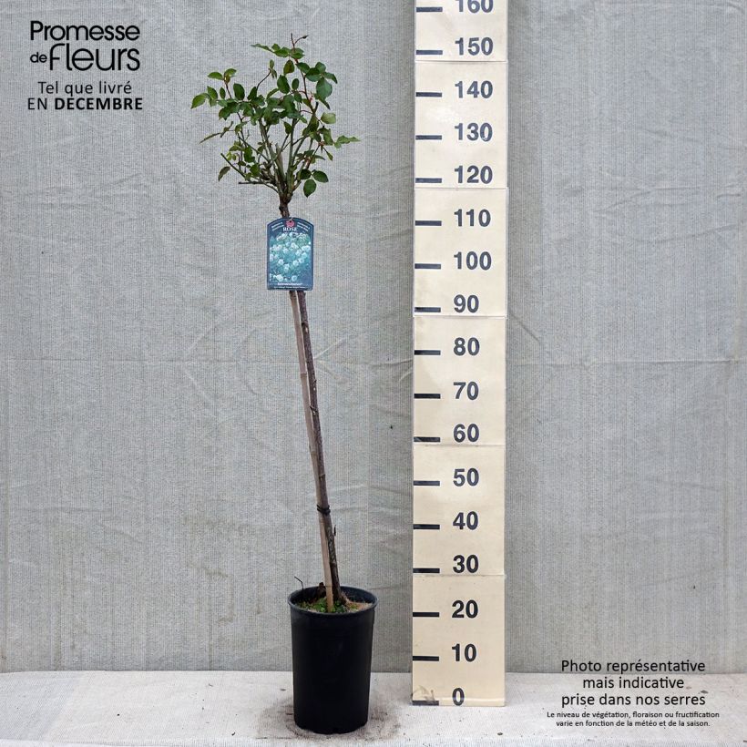 Spécimen de Rosier tige Iceberg (Fée des neiges) Pot de 7,5L/10L, Tige, Tige de 60/70 tel que livré en automne
