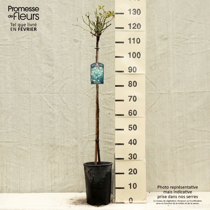 Spécimen de Rosier tige Iceberg (Fée des neiges) Pot de 7,5L/10L Tige de 60/70 tel que livré en hiver