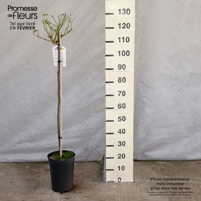 Spécimen de Rosier tige Iceberg (Fée des neiges) Pot de 7,5L/10L Tige de 90/120 tel que livré en hiver