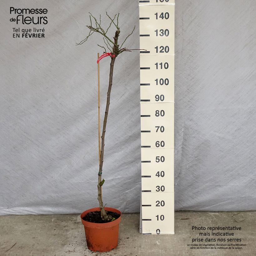 Spécimen de Rosier tige Kadora Decorosier Pot de 7,5L/10L, Tige, Tige de 70/90 tel que livré en hiver