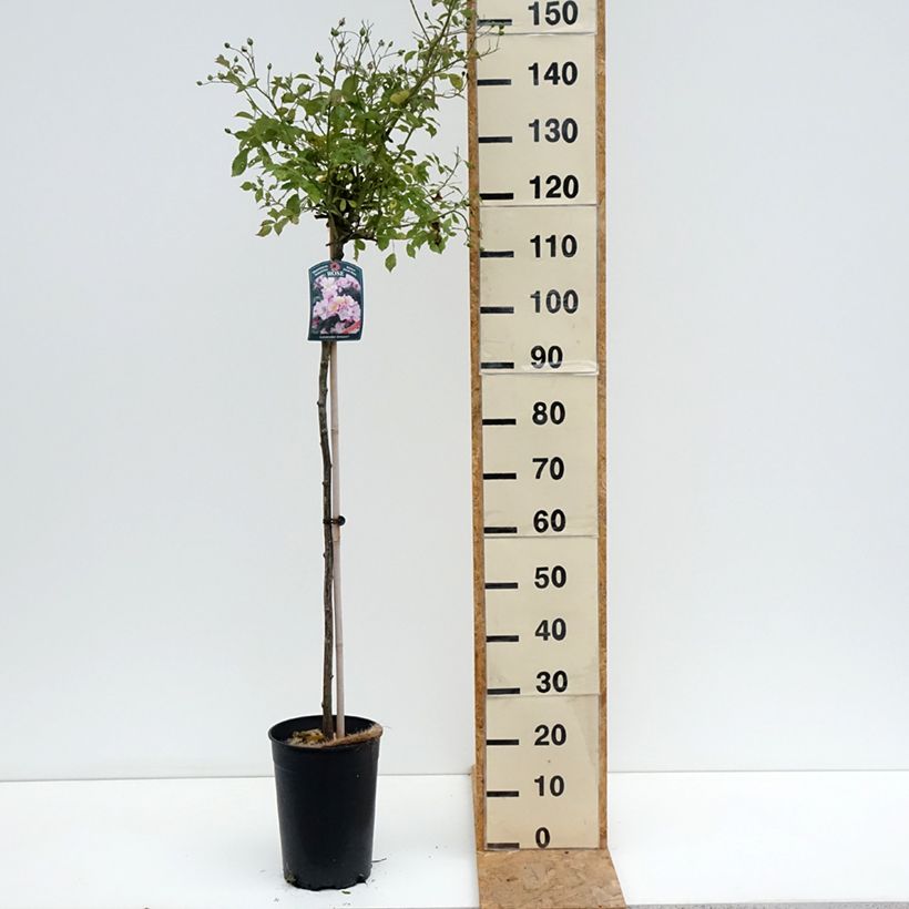 Spécimen de Rosier tige Lavender Dream Pot de 7,5L/10L, Tige, Tige de 70/90 tel que livré en été