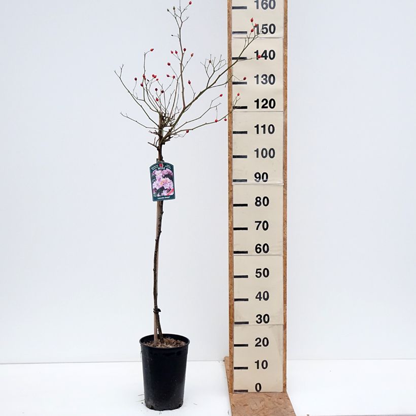 Spécimen de Rosier tige Lavender Dream Pot de 7,5L/10L, Tige, Tige de 70/90 tel que livré en automne