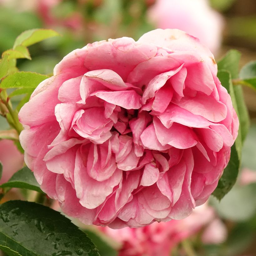 Rosier tige Leonardo da Vinci (Floraison)