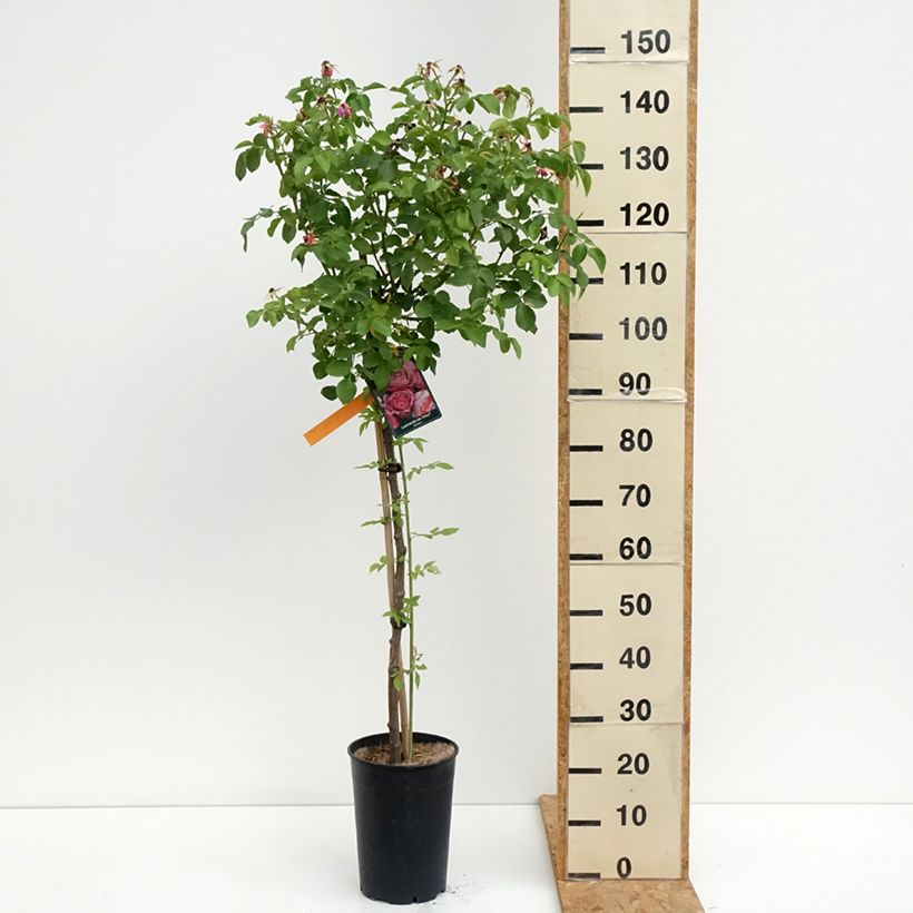Spécimen de Rosier tige Leonardo da Vinci Pot de 7,5L/10L Tige de 90/120 tel que livré en été
