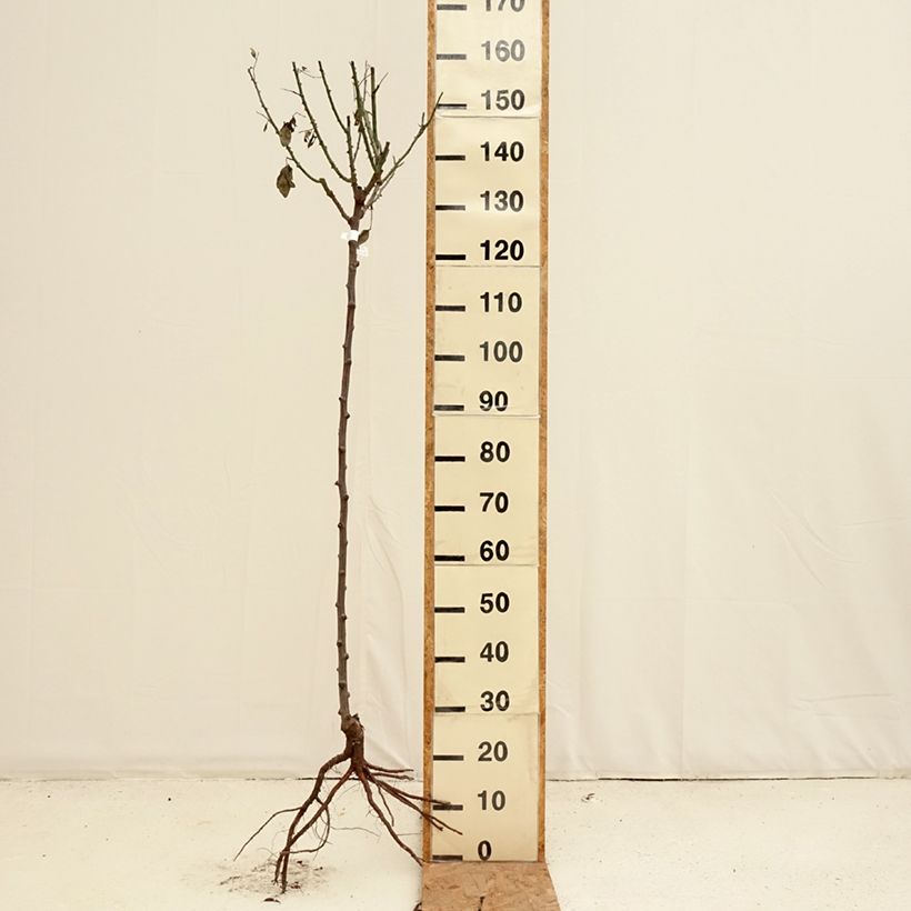 Spécimen de Rosier tige Mister Lincoln Racines nues Tige de 90/120 tel que livré en hiver
