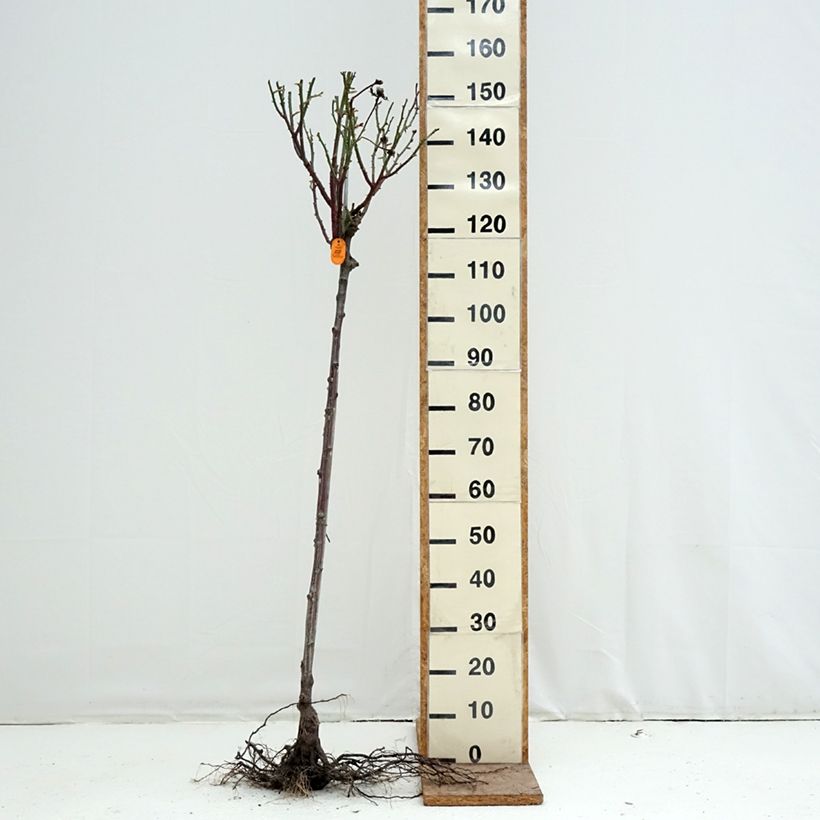 Spécimen de Rosier tige Oriental Peace Racines nues, Tige, Tige de 90/120 tel que livré en hiver