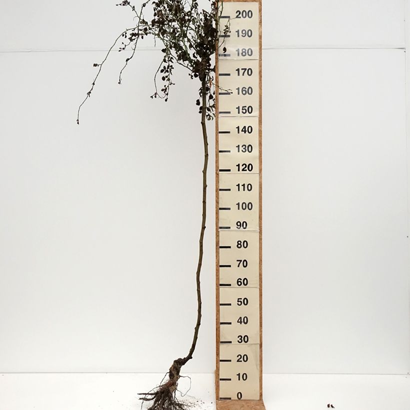 Spécimen de Rosier tige pleureur Magic Meillandecor Meibonrib Racines nues Tige de 70/90 tel que livré en hiver