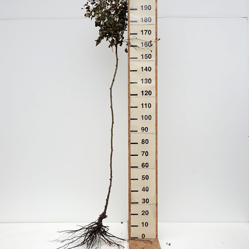 Spécimen de Rosier tige pleureur Scarlet Meillandecor Meikrotal  Racines nues Tige de 70/90 tel que livré en hiver