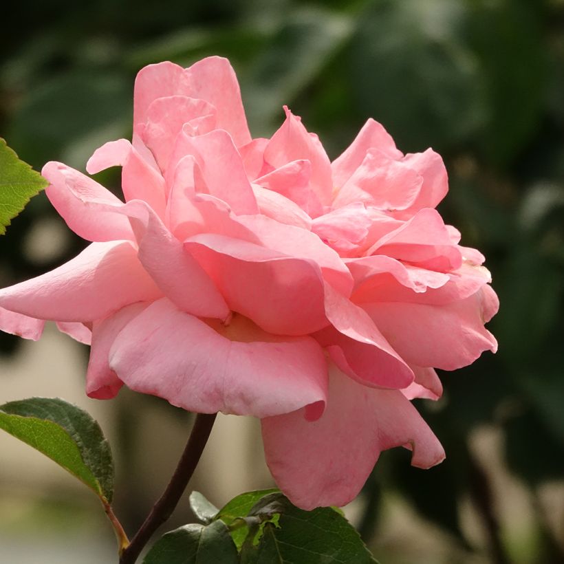 Rosier tige Queen Elisabeth (Floraison)
