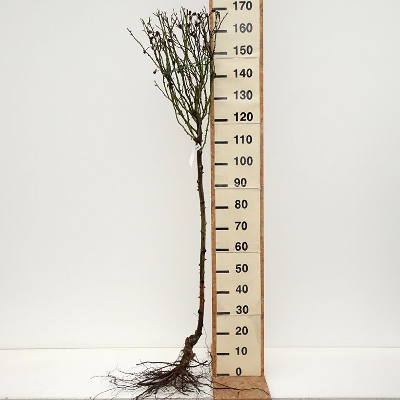 Spécimen de Rosier tige Rochemenier Village Racines nues Tige de 70/90 tel que livré en hiver