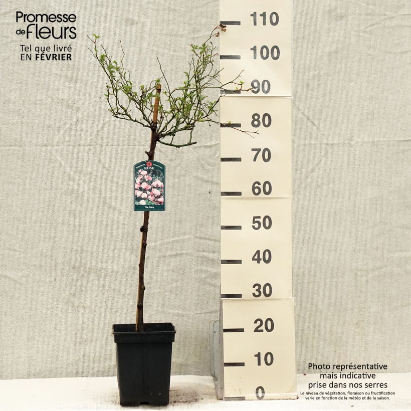 Spécimen de Rosier Tige The Fairy Pot de 7,5L/10L Tige de 90/120 tel que livré en hiver