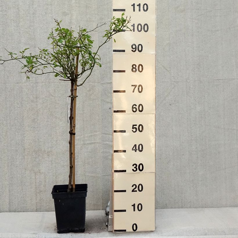 Rosa ad alberello The Fairy Vaso da 7,5L/10L, Vaso impalcato esemplare consegnato in primavera