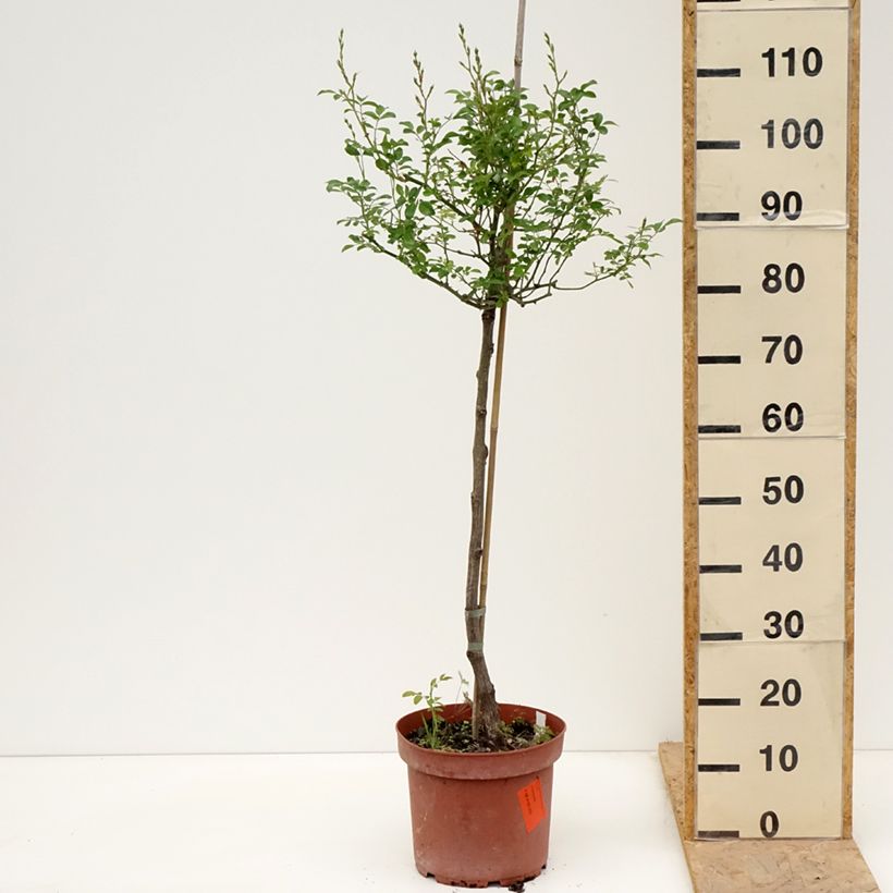 Rosa ad alberello The Fairy Vaso da 4L/5L, Vaso impalcato esemplare consegnato in primavera