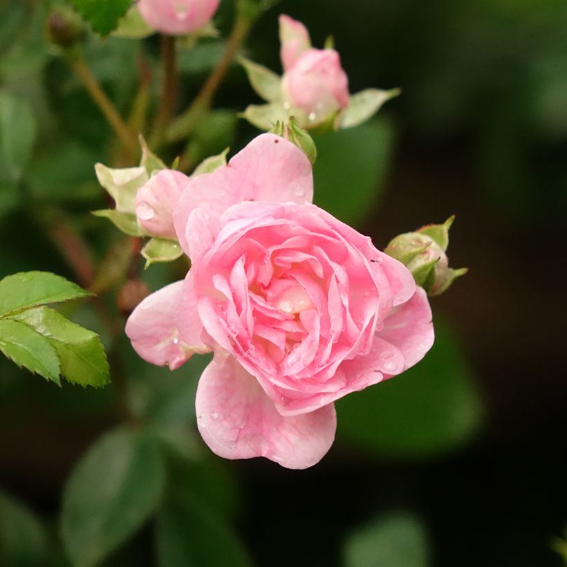 Rosier Tige The Fairy (Floraison)