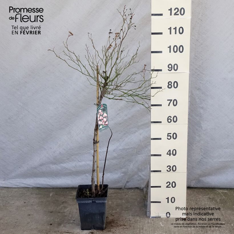 Spécimen de Rosier Tige The Fairy Pot de 4L/5L Tige de 50/60 tel que livré en hiver