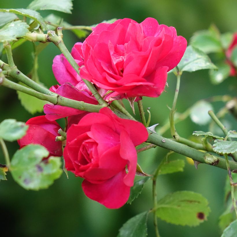 Rosier tige Toscana (Floraison)