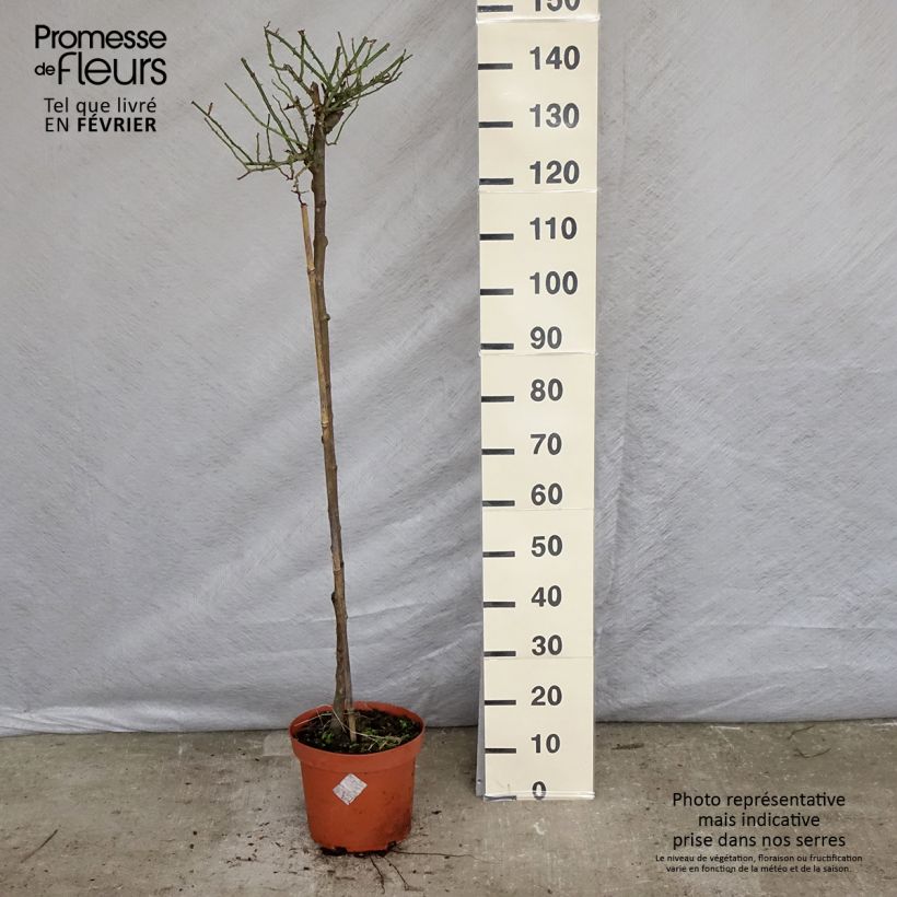 Spécimen de Rosier tige Toscana Pot de 4L/5L, Tige, Tige de 90/120 tel que livré en hiver