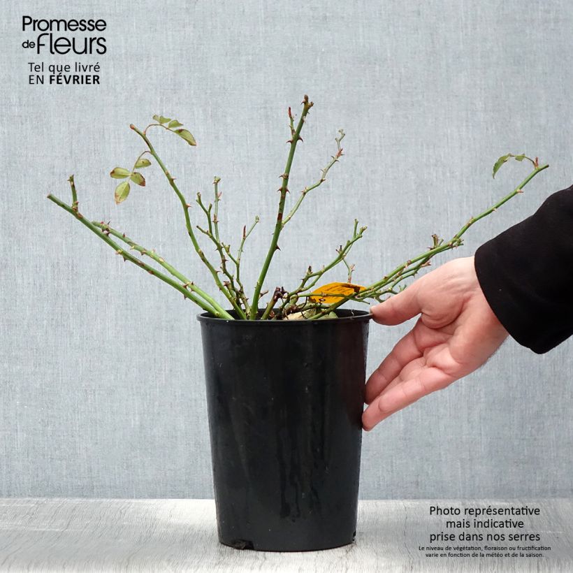 Spécimen de Rosier Sans Contraintes Toscana / Gärtnerfreude Pot de 3L/4L tel que livré en hiver
