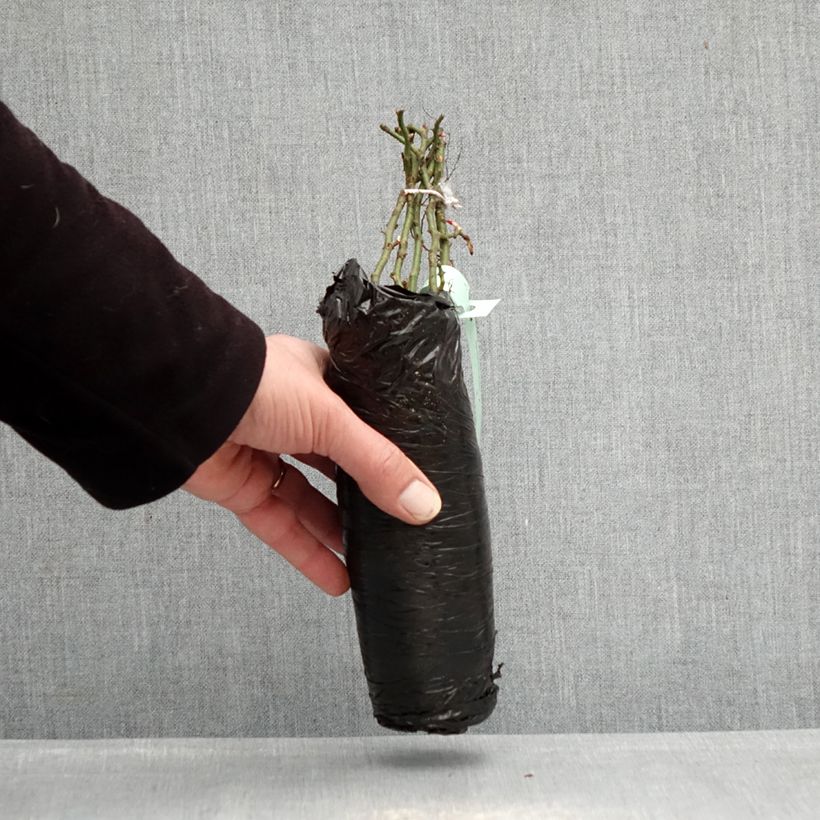 Spécimen de Rosier Urban Streetlight Larissa Racines nues en motte tel que livré en hiver