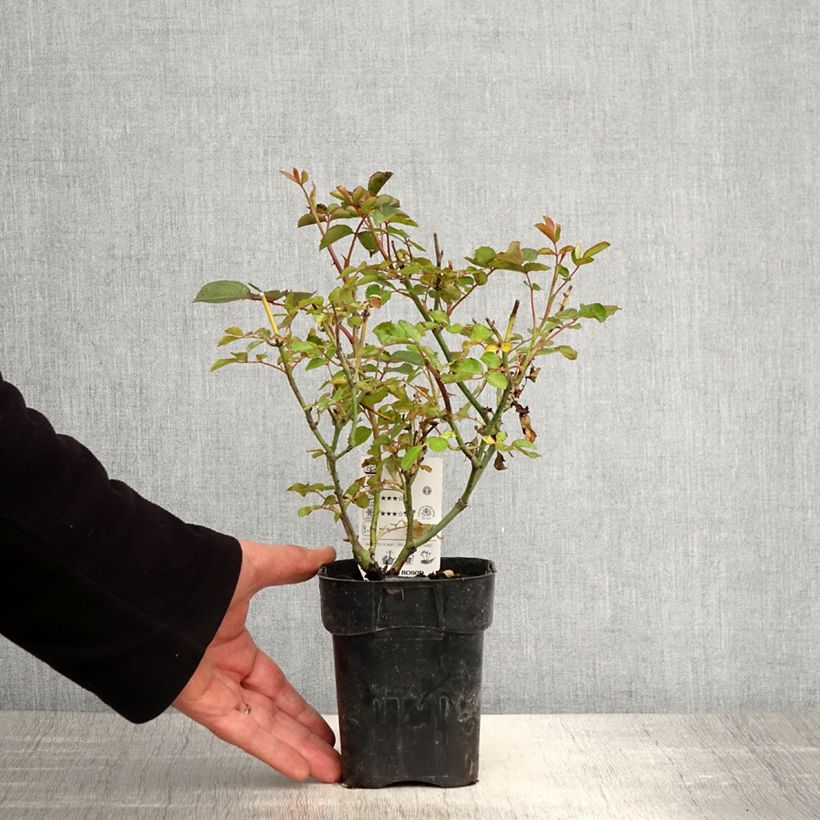 Spécimen de Rosier Urban Streetlight Rekord Cubana Pot de 10 cm/11cm, Issu de bouture tel que livré au printemps