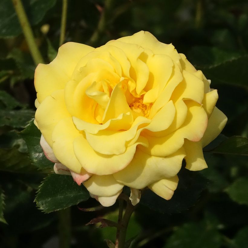 Rosier Urban Streetlight Sunmaid (Floraison)