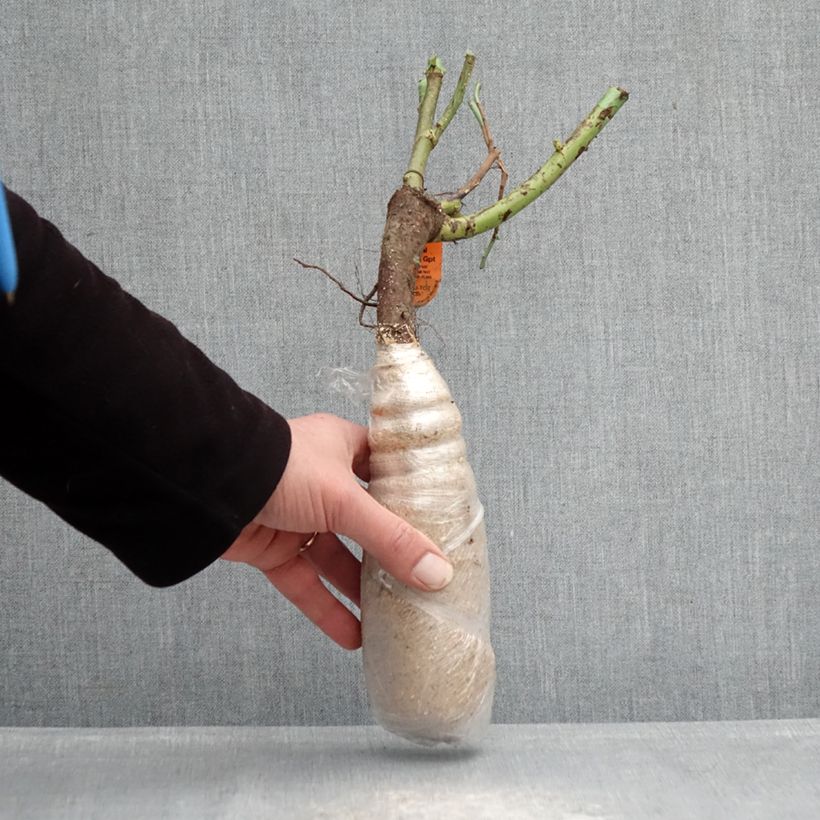 Spécimen de Rosier Urban Streetlight Sunmaid Racines nues en motte tel que livré en hiver