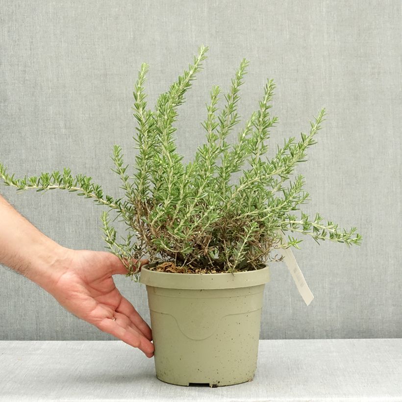 Spécimen de Rosmarinus officinalis Blue Cascade - Romarin retombant Pot de 3L/4L tel que livré au printemps