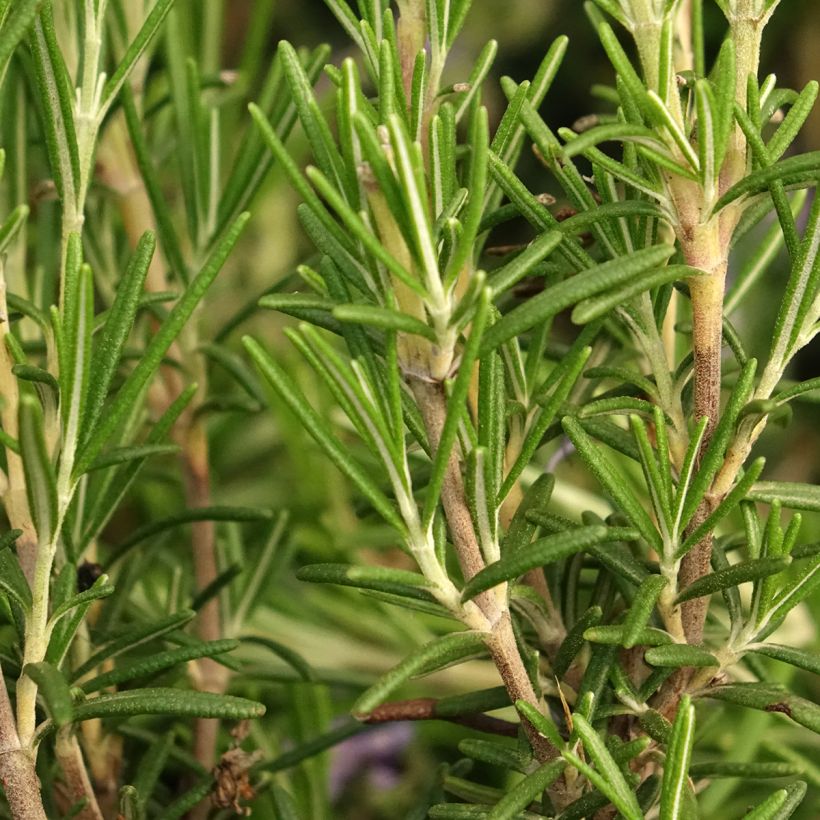 Rosmarinus officinalis Corsican Blue - Romarin (Feuillage)