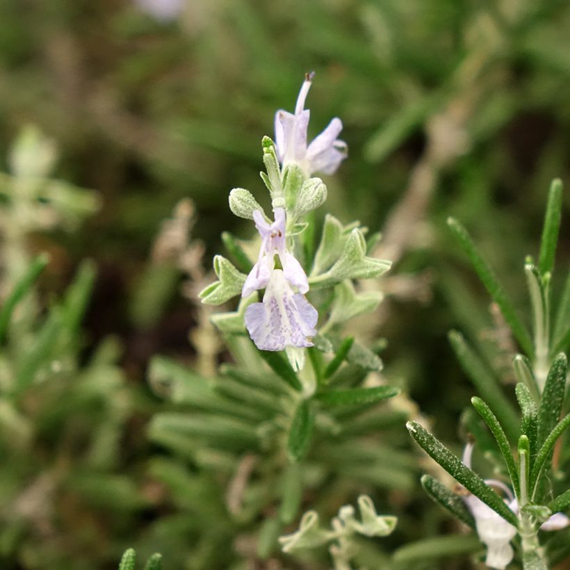 Rosmarinus officinalis Whitewater Silver - Romarin prostré (Floraison)