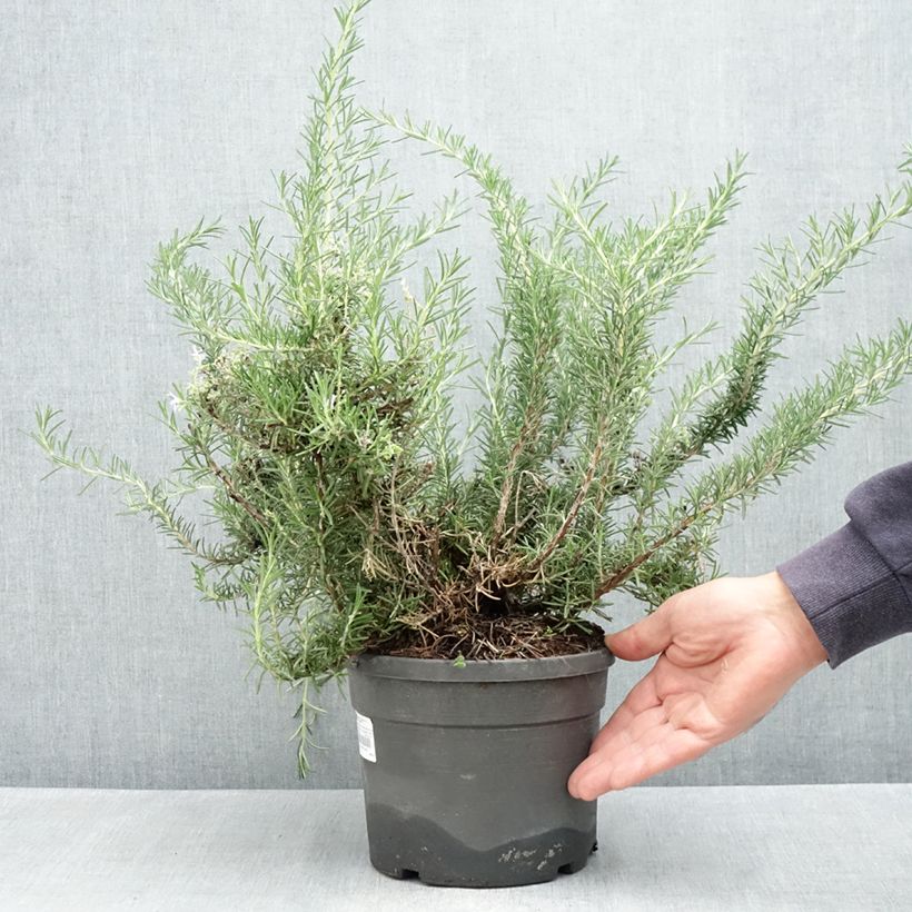 Spécimen de Rosmarinus officinalis Whitewater Silver - Romarin prostré Pot de 3L/4L tel que livré au printemps