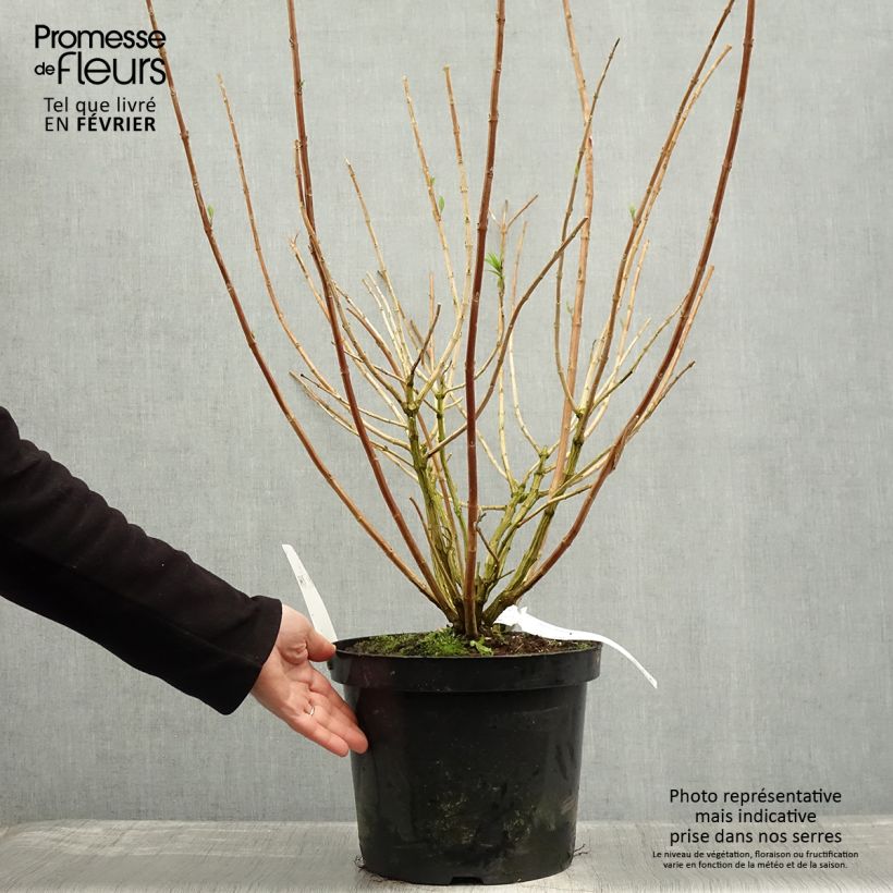 Spécimen de Rostrinucula dependens Happy Cascade - Menthe en arbre Pot de 7,5L/10L tel que livré en hiver